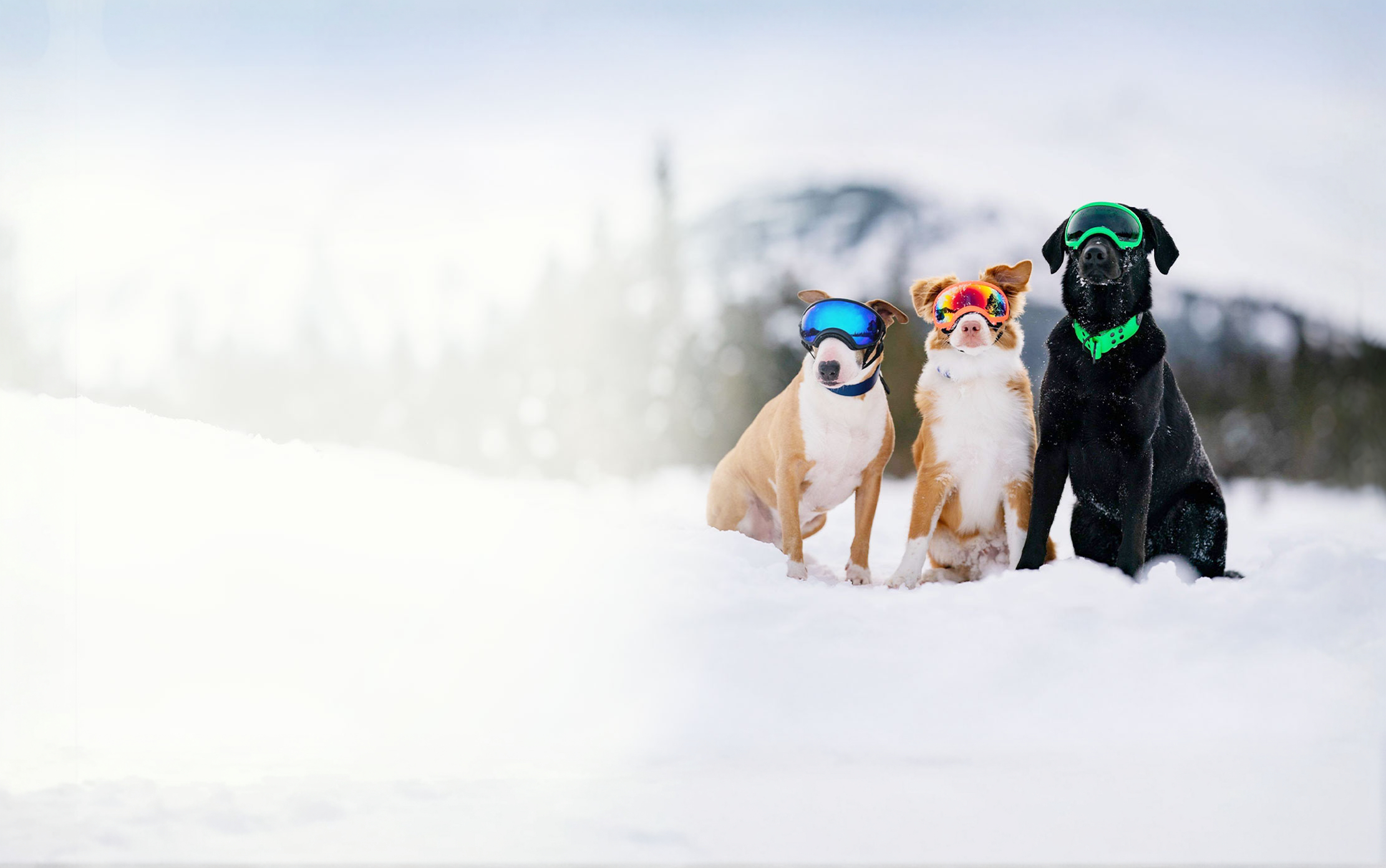 Dog Collars, Leashes, Supplies in Palmar, Alaska